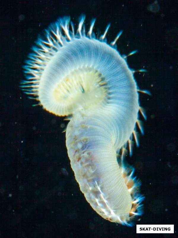 Морские черви