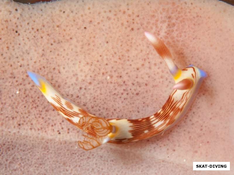 Кремовый голожаберный моллюск