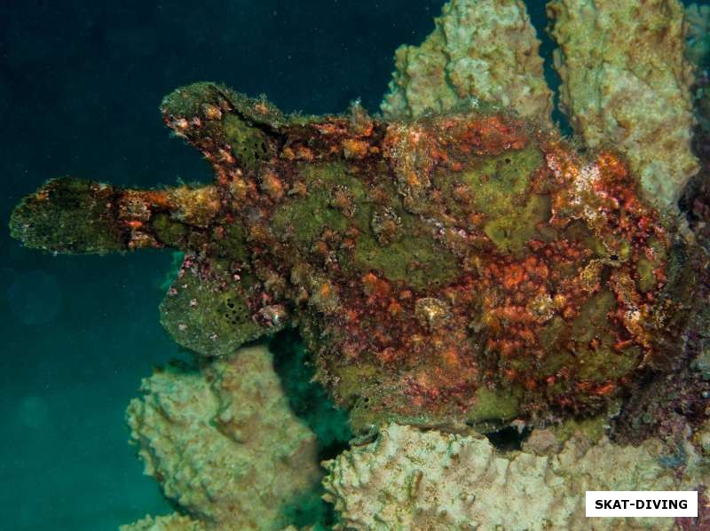 Рыба лягушка