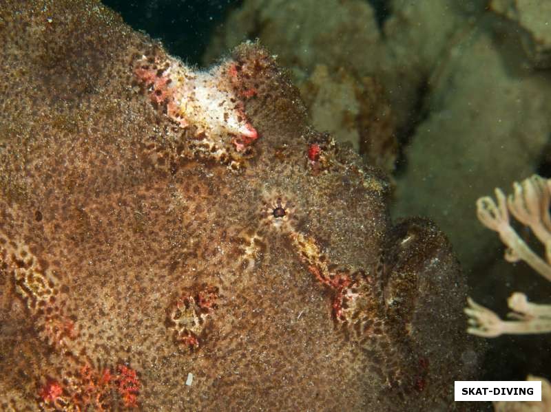 Глаз рыбы лягушки