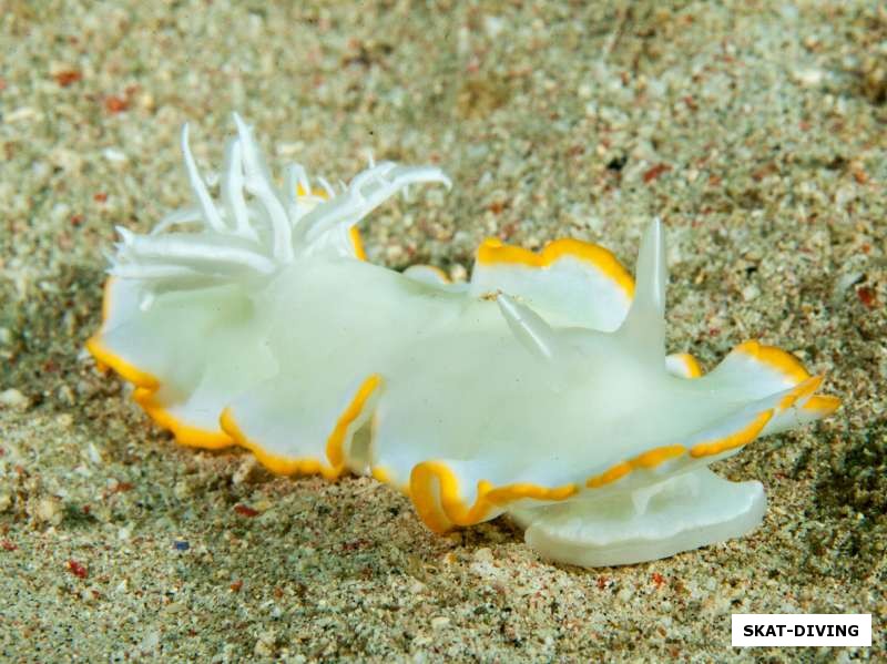 Белый голожаберный моллюск