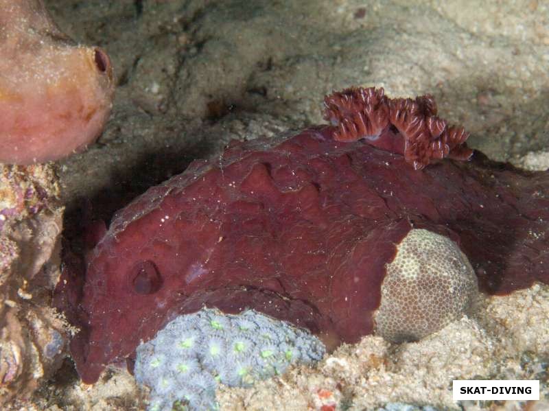 Большой бордовый голожаберный моллюск снятый на ночном дайве
