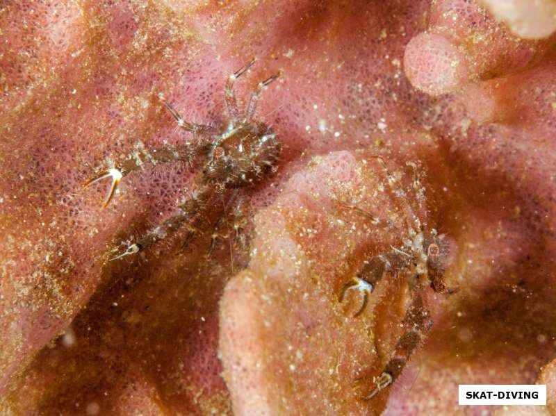 Микроскопические крабы на коралле