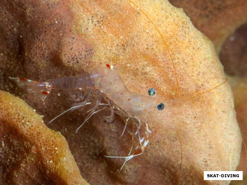 Прозрачная креветка