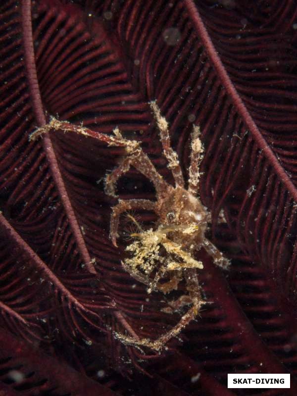Крабик на морской лилии, не более 1 сантиметра размером
