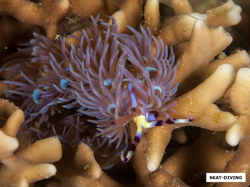 Редкий голожаберный моллюск