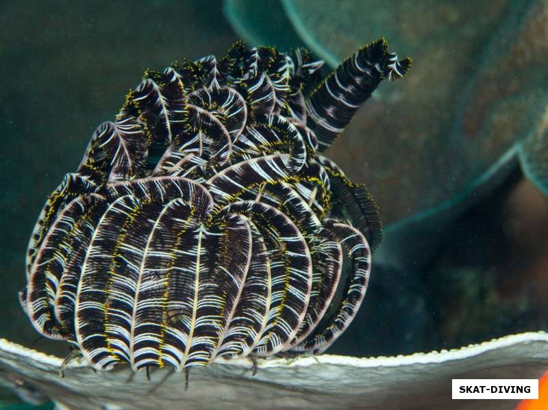 Морская лилия