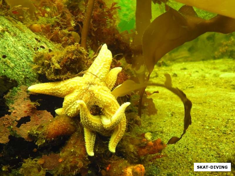 Целые колонии морских звезд разных цветов и размеров встречали нас у дна
