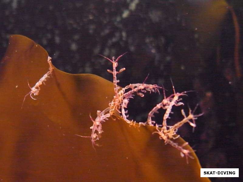 Козочки на листе морской капусты