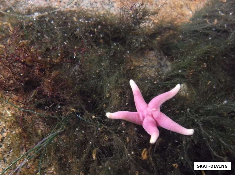 Розовая морская звездочка
