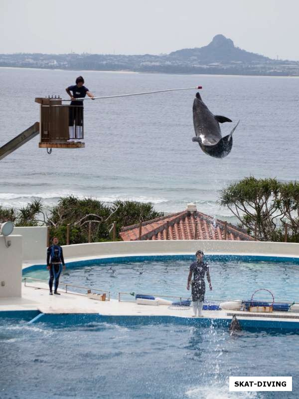 Шоу дельфинов в океанариуме