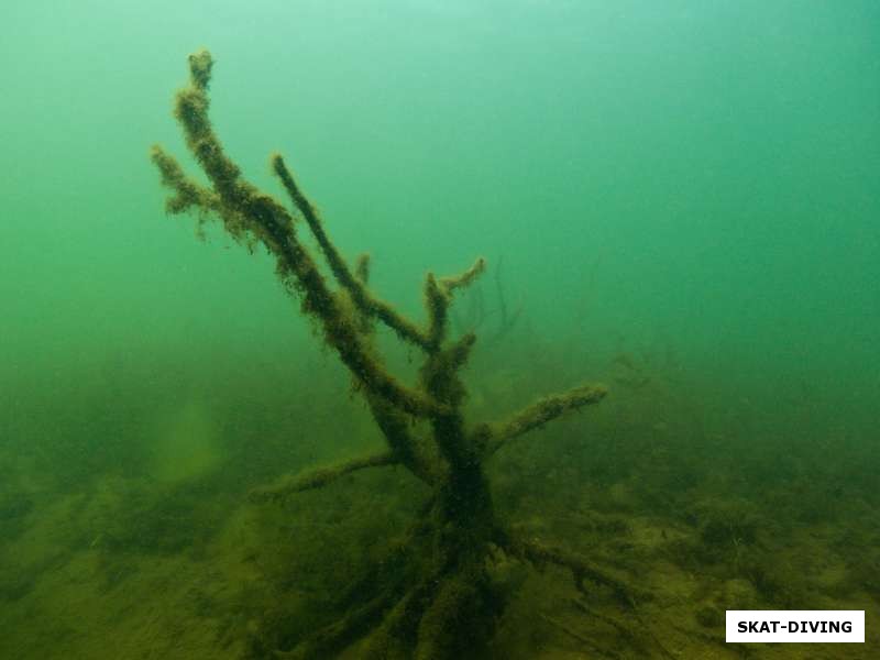 Бывшие кусты и деревья застыли в подводной безмятежности