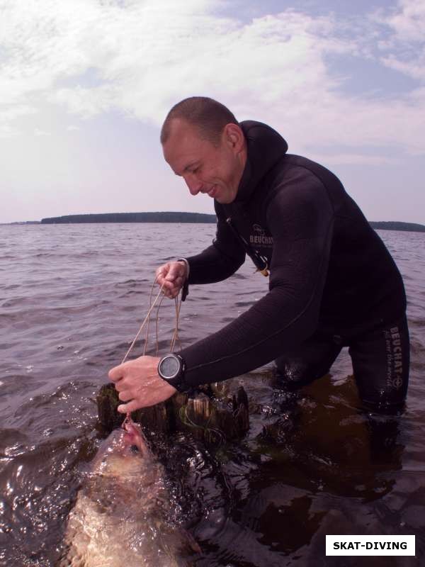 Ильюшин Дмитрий, привязывает рыбу к пню, чтобы сохранить ее живой
