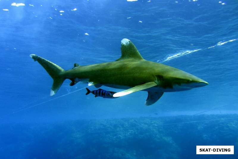белоперая акула