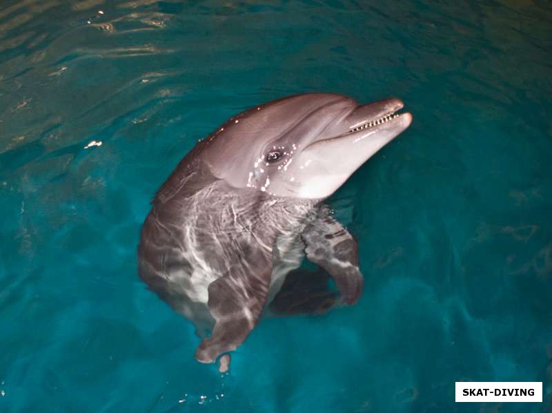 Дельфин милашка долгое время позировал перед камерой