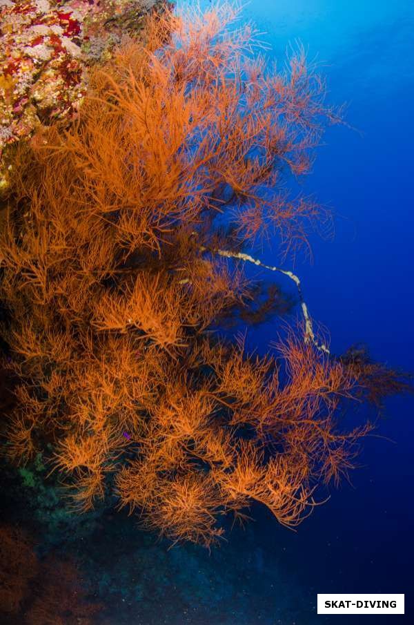 Красоты рифов красного моря