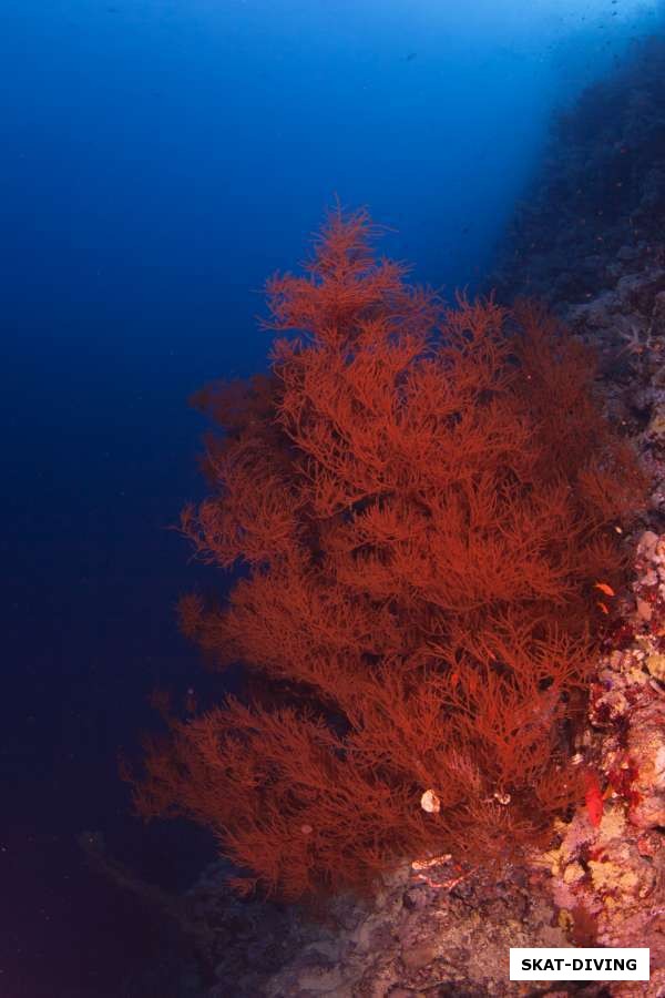 Яркие красные мягкие кораллы на рифовой стенке