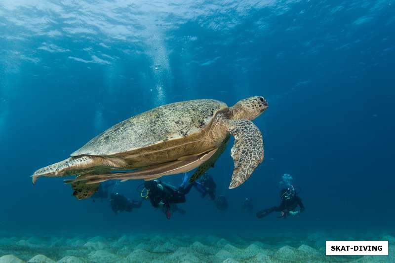 Огромная черепаха - символ нашей поездки встретилась сразу на check-dive