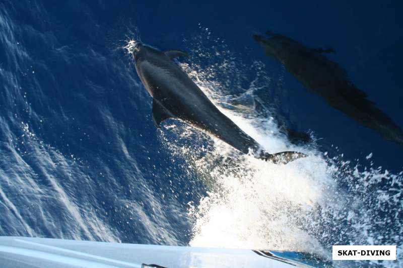 Иногда наш корабль провожали дельфины даря нам радость