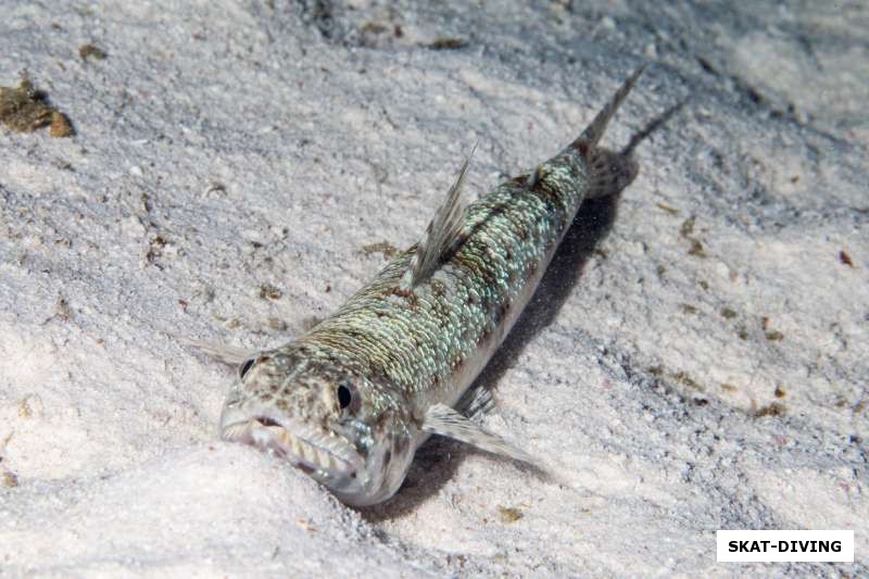 Попова рыбка прилегла на песчаную надпись