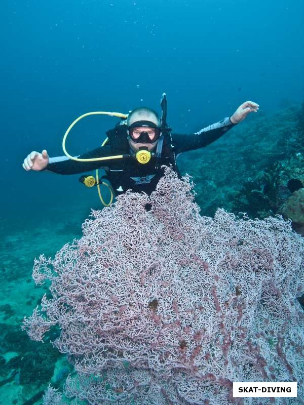 Шестаков Даниил, за некоторые ветвистые кораллы можно легко спрятаться