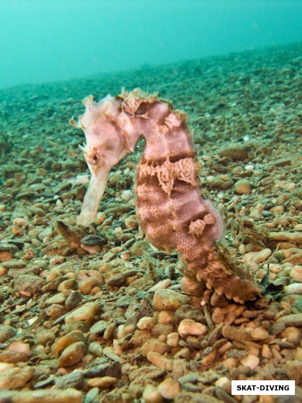 Морской конек - символ нашей поездки, не мог не встретиться нам под водой