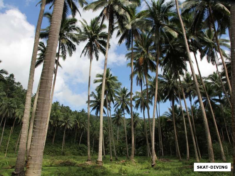 Леса из кокосовых пальм