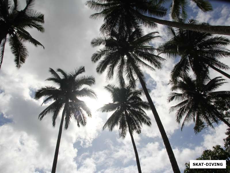 Над головой кокосовые пальмы разрезают листвой небо