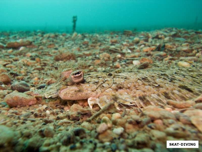 Морской язык распластавшийся по дну выдают лишь слегка приподнятые глазки