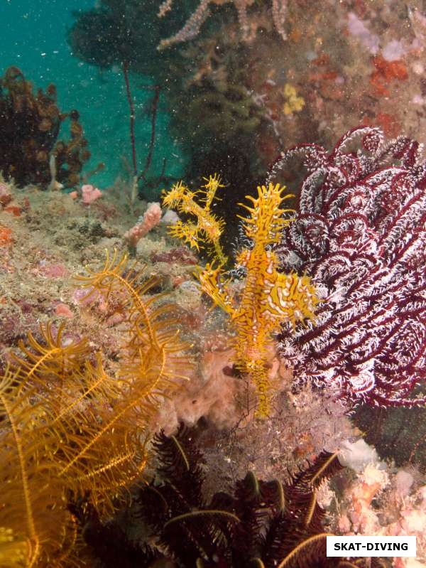 А вот желтые рыбки драконы зависли вертикально, пытаясь притвориться листиками