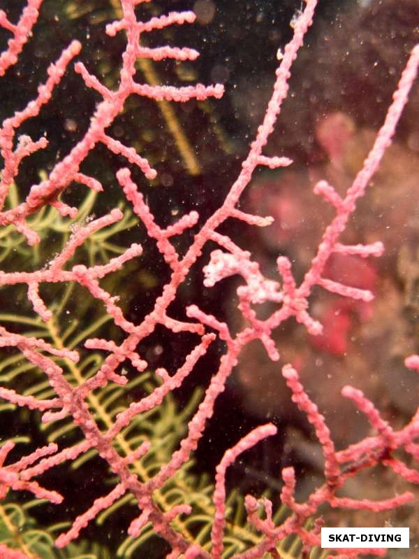 Ну а здесь мельчайший розовый пигмей неотделим от кораллов
