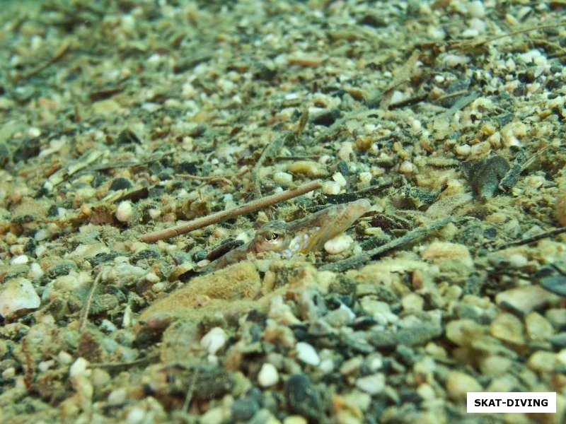 Змеевидная шустрая рыбка зарылась в песок, показывая лишь свою мордочку