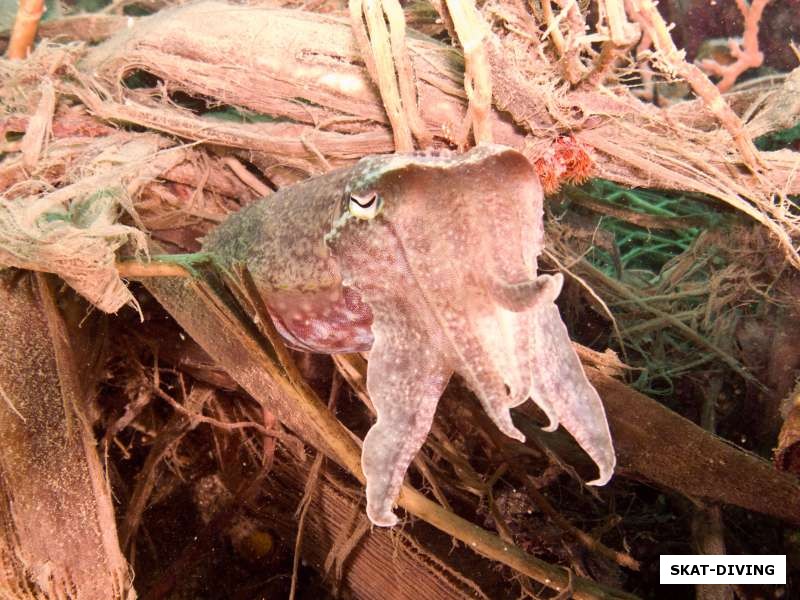 Каракатица использует завал из листвы, пытаясь стать его частью