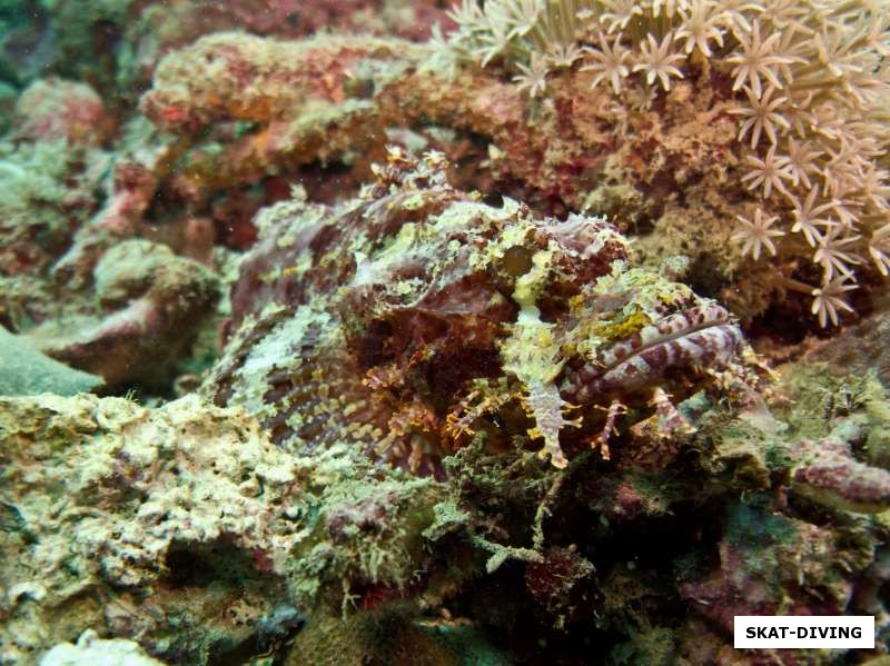 Рыба скорпион действительно стала частью кораллового рифа