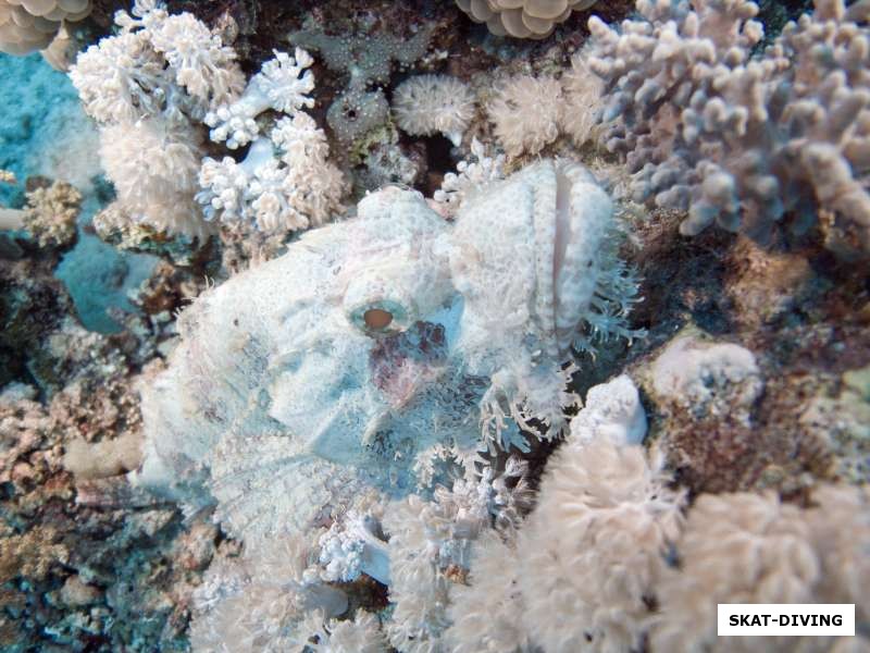 А вот рыба-скорпион умело маскируется на коралловом рифе