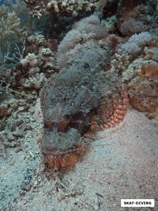 Рыба-скорпион встречаются в Красном море часто, но поди их разгляди