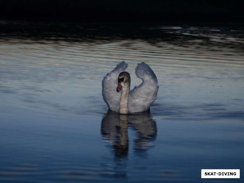 Белая лебедушка на белорусском озерце около трассы