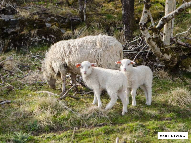 Нормальная история, вокруг дорог в Норвегии часто встречаются пастбища вот с такими милыми овечками
