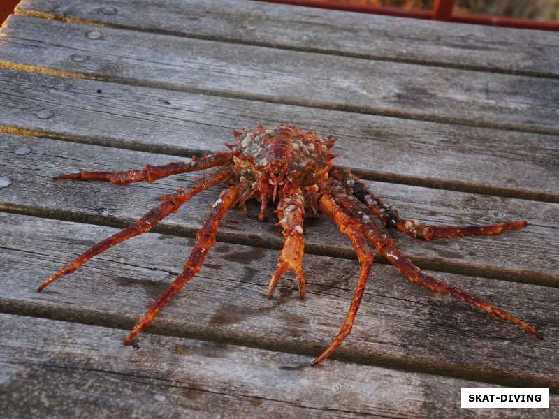 Удивительным образом нам попадались под водой и камчатские крабы, вот доказательство