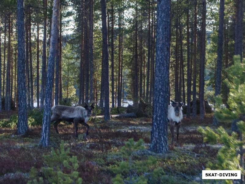 Первое удивление– северные олени около трассы в гористой части Швеции