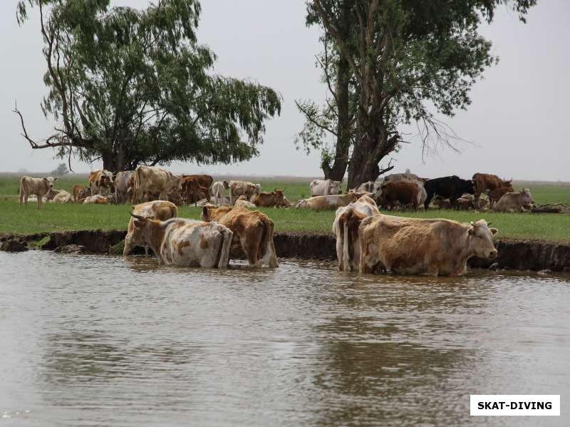 Возможно кому-то привычней и понятней пришедшие на водопой коровы