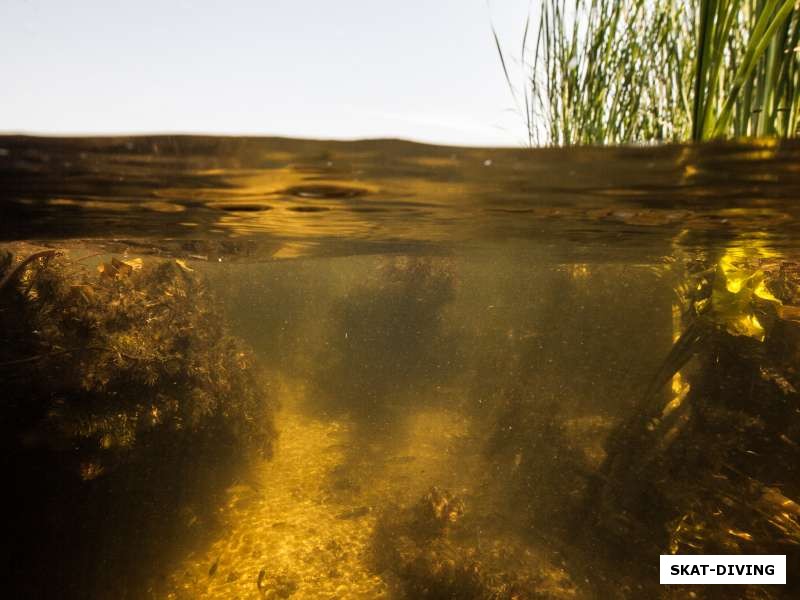 Типичная картина на реке Сейм, мелкая часть густо зарастает травой