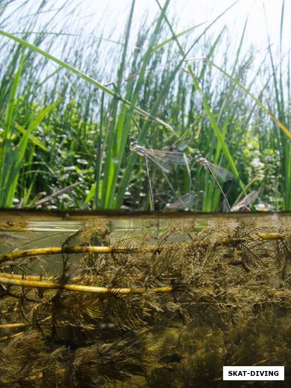 А вот стрекозы дивным образом прилепились к поверхности воды