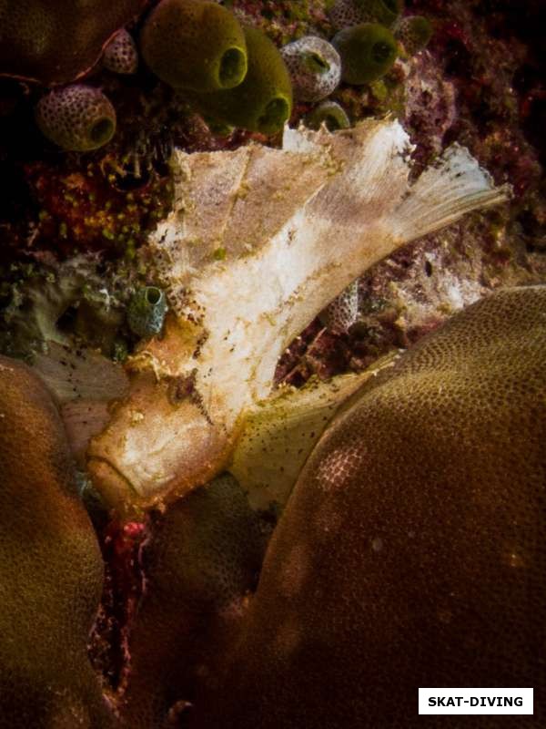 Рыба-лист, несмотря на свою умелую маскировку попала под вспышки фотоаппарата