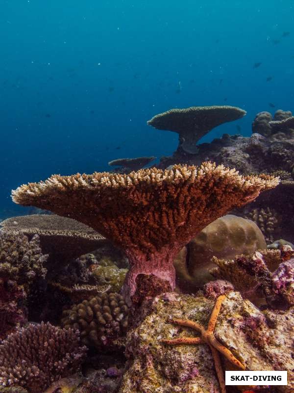 Верхушки мальдивских атоллов представляют собой красивые сады жестких кораллов