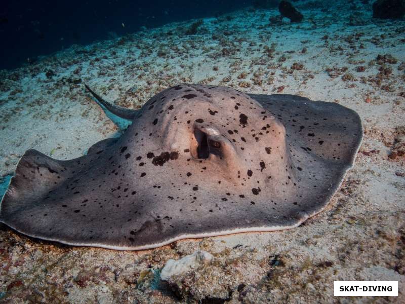 Огромный пятнистый скат-хвостокол - одна из достопримечательностей подводного мира Мальдив