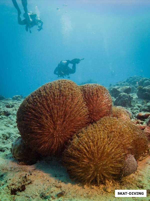Мягкие кораллы и беспечно проплывающие дайверы