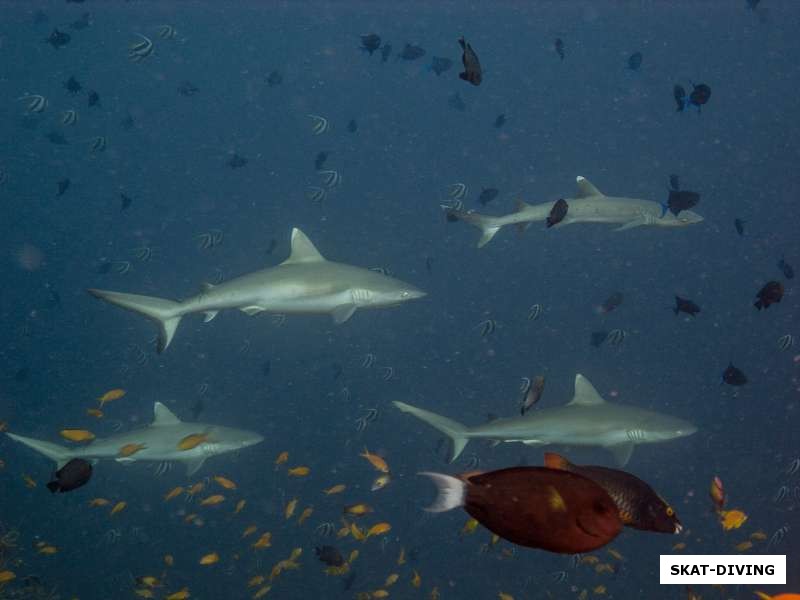Типичная картина для Мальдив - стаи рифовых акул, разгуливающих в течении