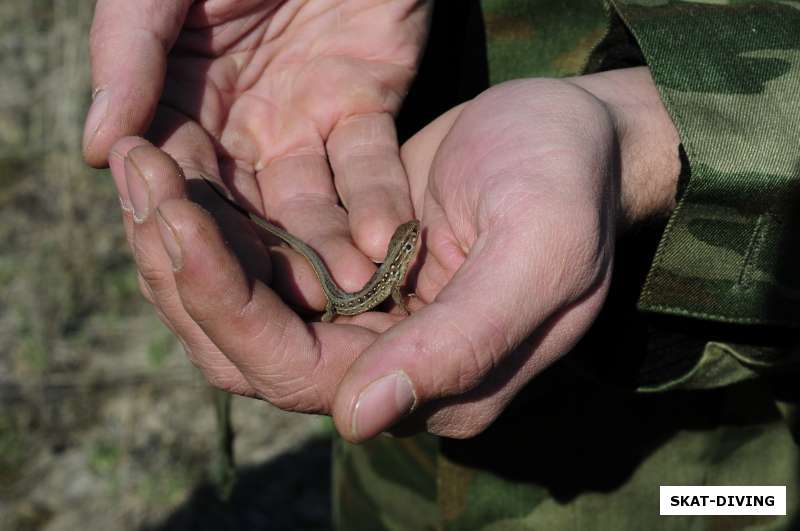 ящерка в руках