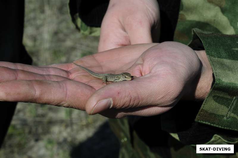 ящерка в руках